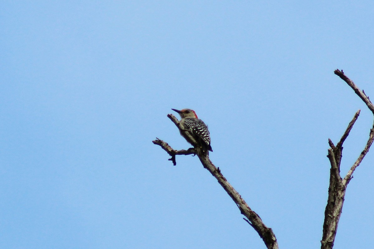 Red-bellied Woodpecker - ML132415891