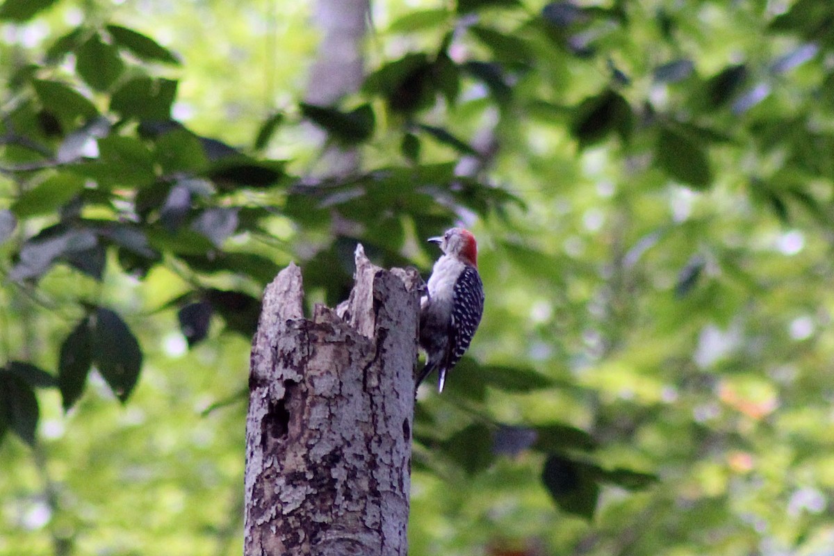 Red-bellied Woodpecker - Alyssa Nees