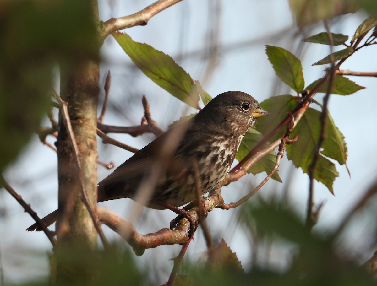 Fox Sparrow (Sooty) - Nick Mrvelj