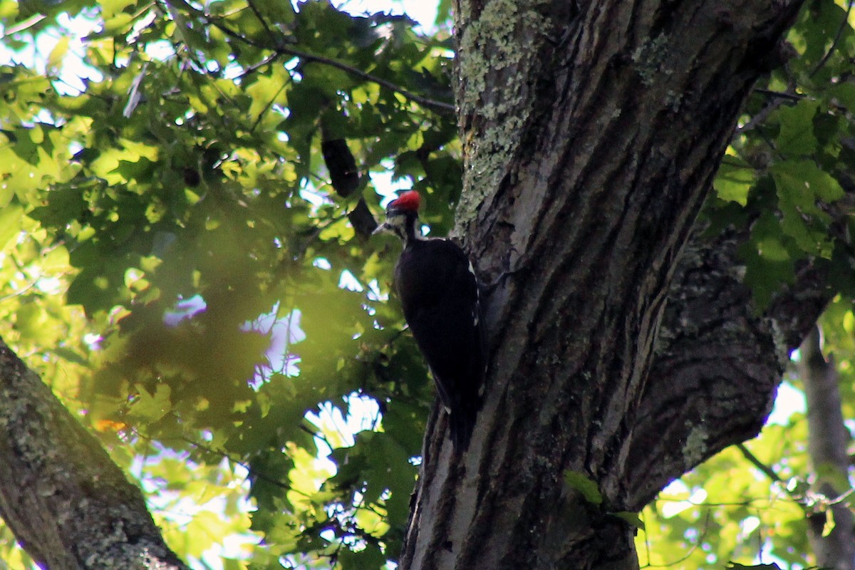 Pileated Woodpecker - ML132416531