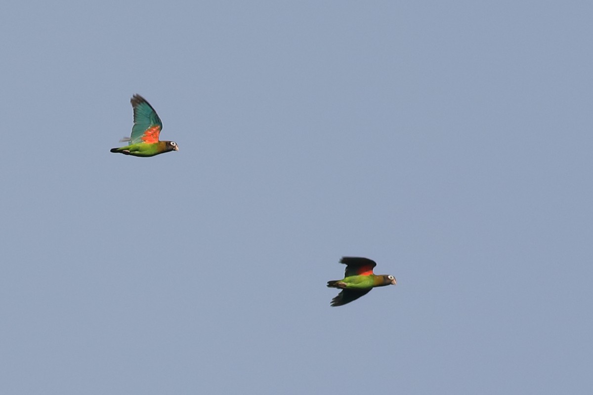 Brown-hooded Parrot - Graham Montgomery