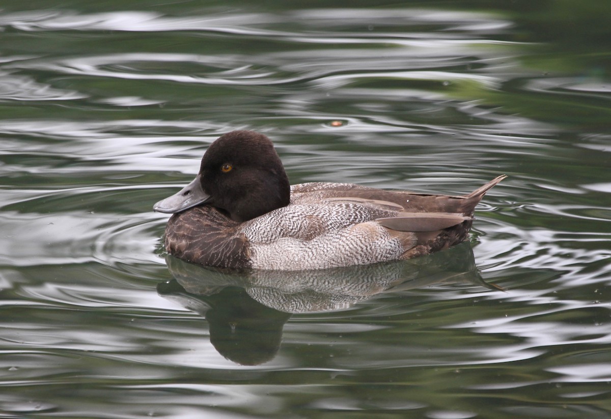 Lesser Scaup - Sherman  Wing