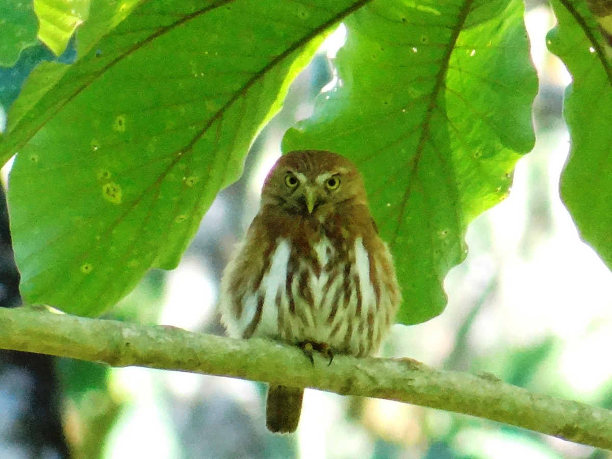 Ferruginous Pygmy-Owl - ML132420061