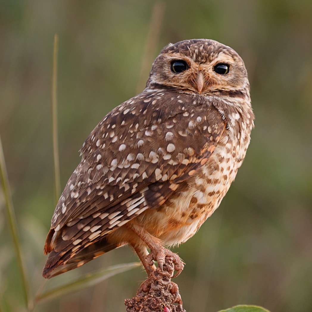 Burrowing Owl - ML132424251