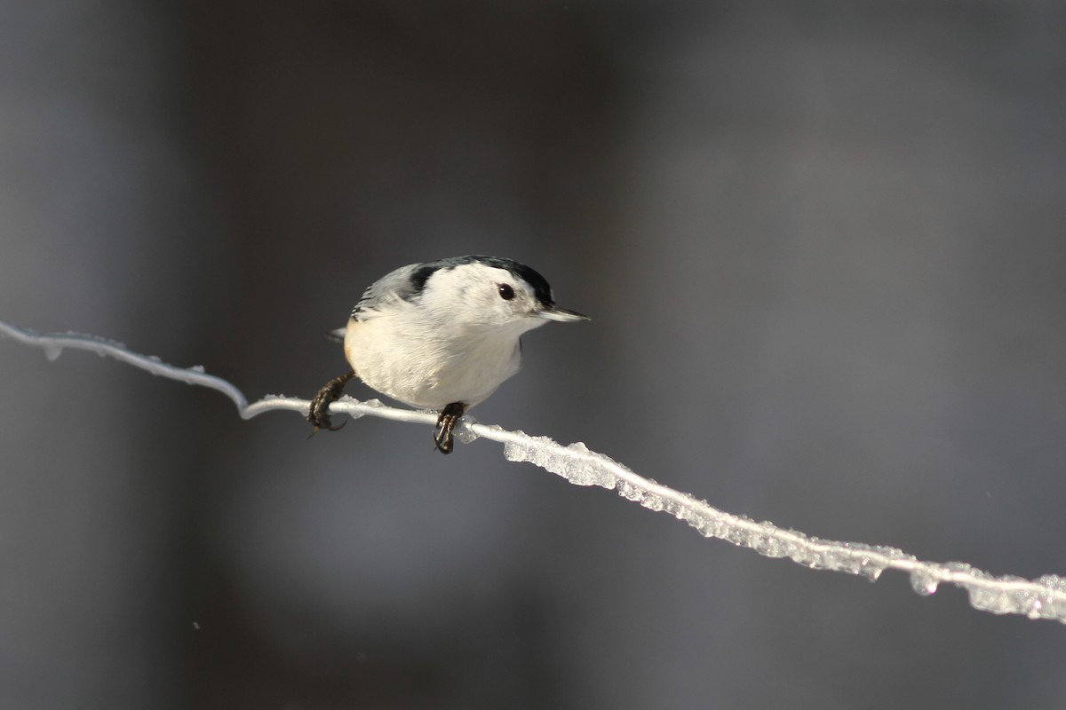 White-breasted Nuthatch - Mylene  Paulhus, Perreault