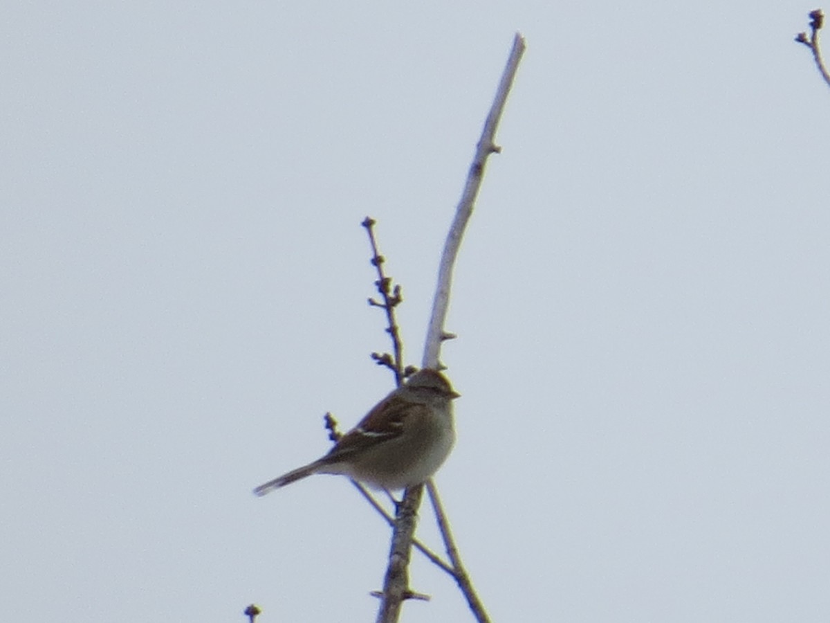 American Tree Sparrow - ML132426741