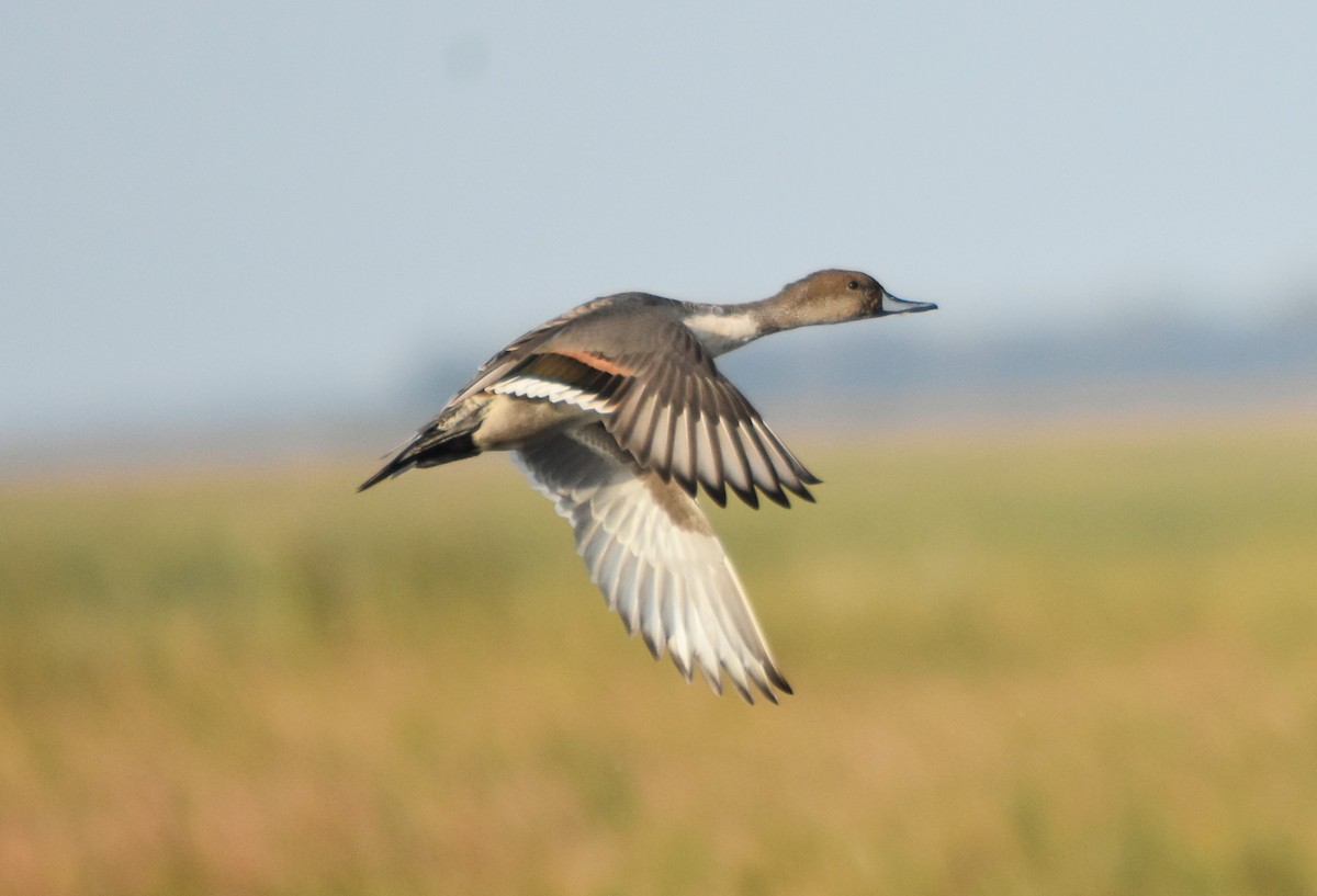Northern Pintail - Keith Gregoire