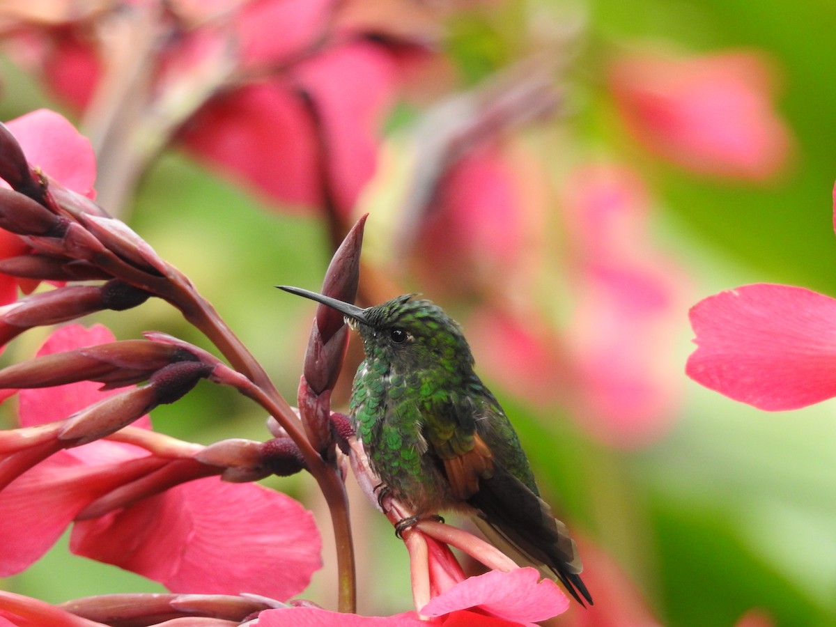 kolibřík páskoocasý - ML132429151
