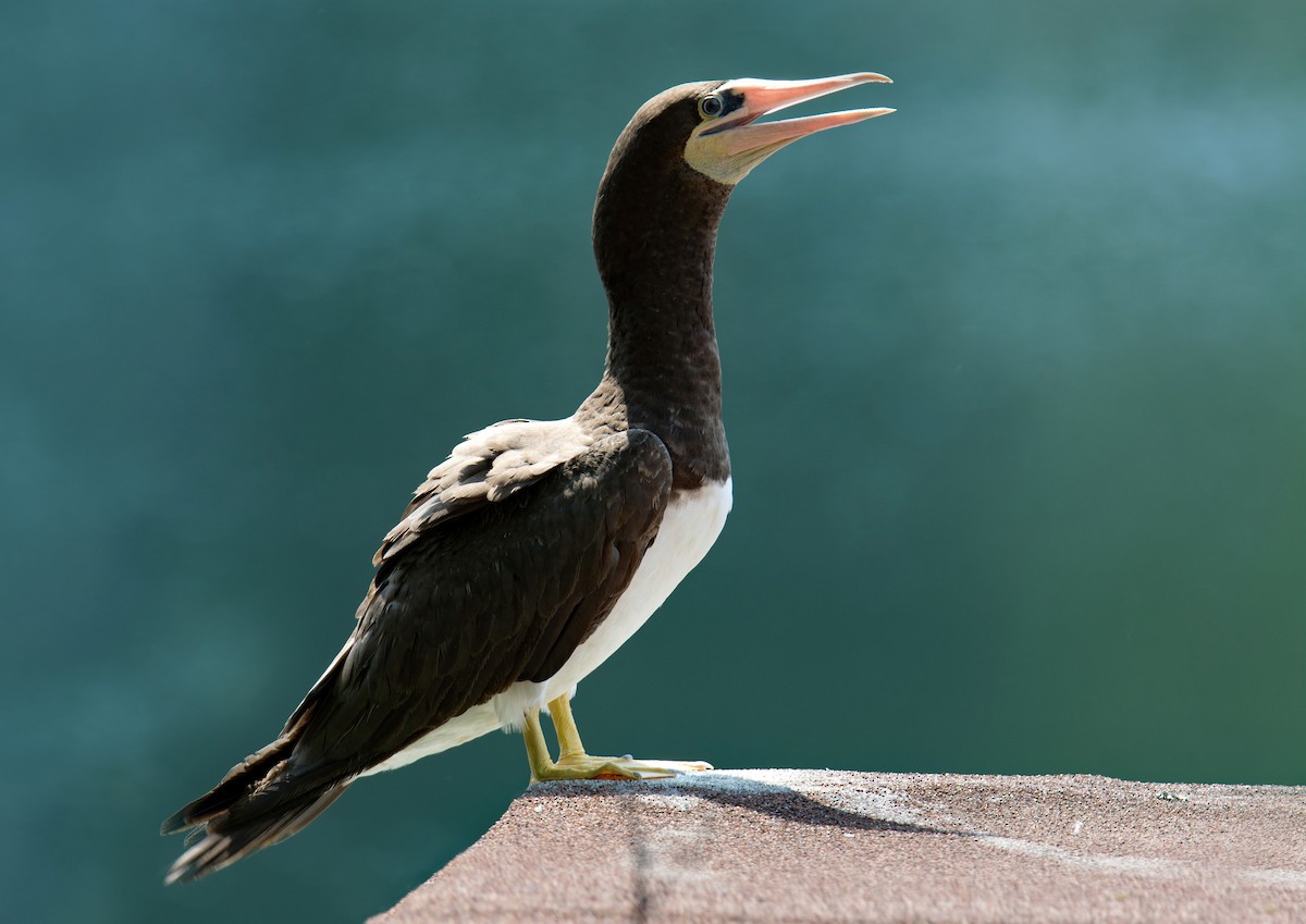 Brown Booby - ML132429771