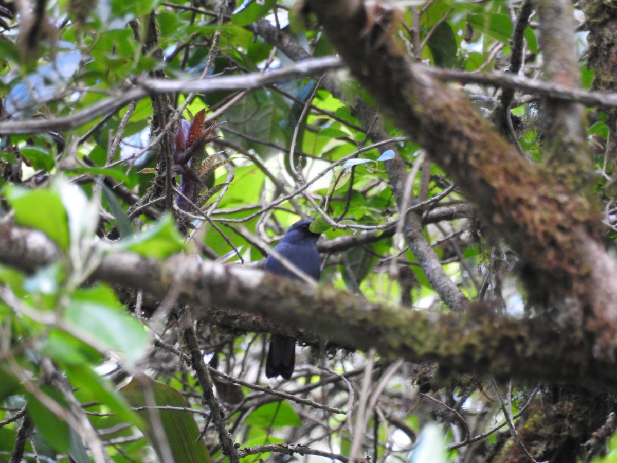 Black-faced Solitaire - ML132430921