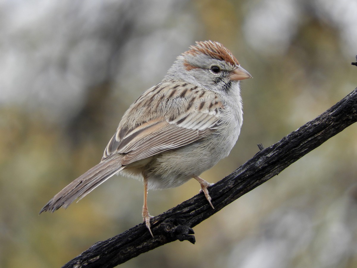 Rufous-winged Sparrow - ML132432141