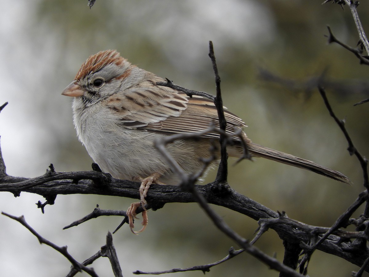 Rufous-winged Sparrow - ML132432151