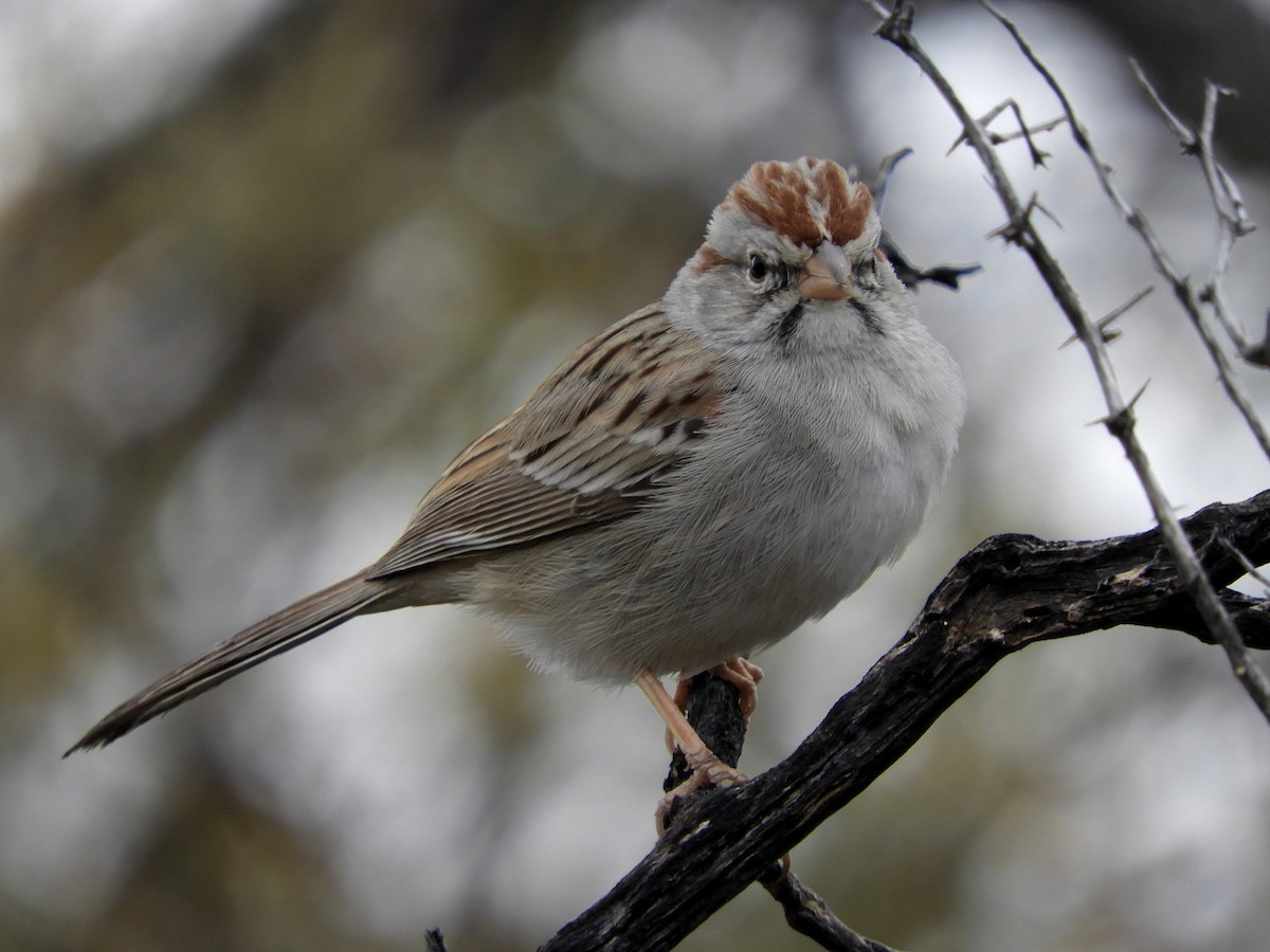 Rufous-winged Sparrow - Paul Suchanek