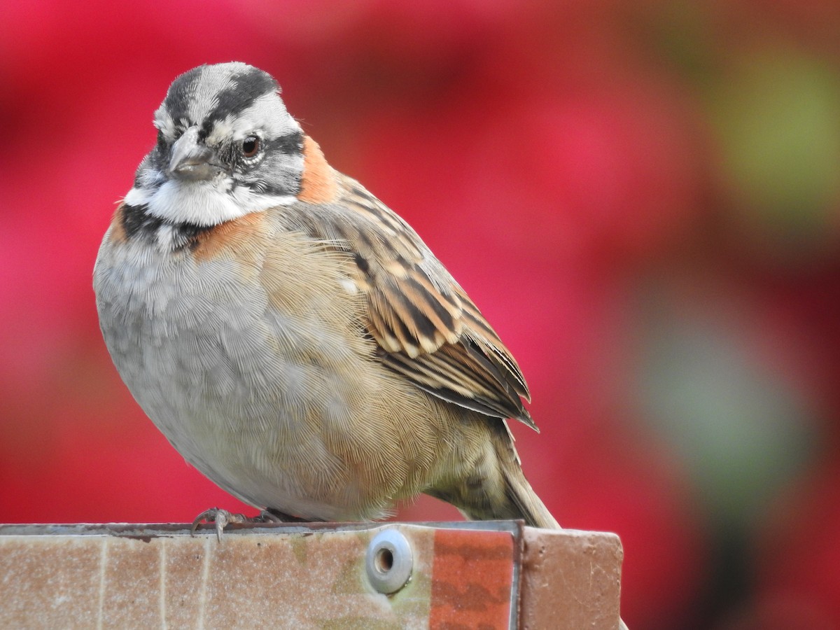 Rufous-collared Sparrow - ML132433171