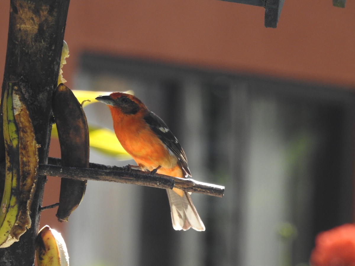 Flame-colored Tanager - ML132433461