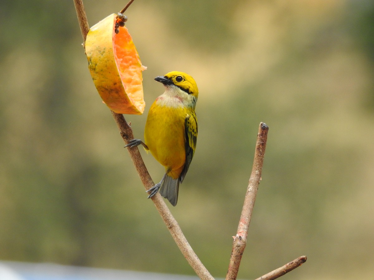 Silver-throated Tanager - Tristan Jobin