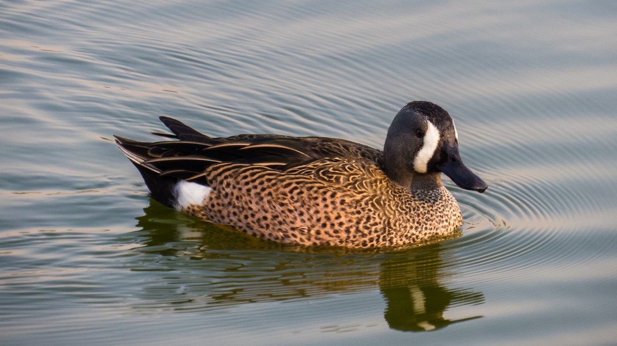 Blue-winged Teal - ML132438171