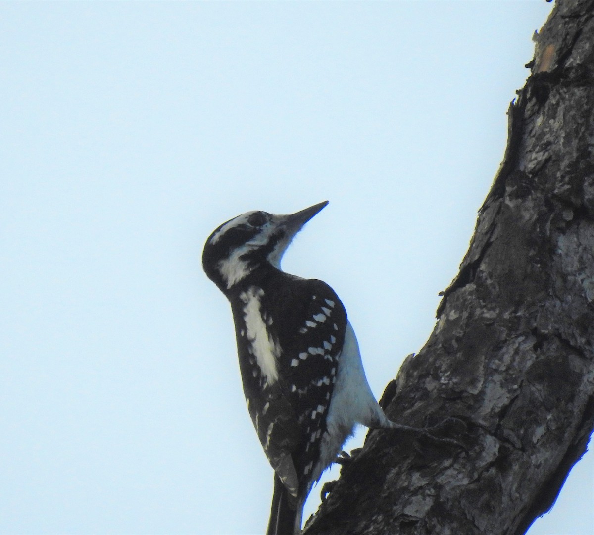 Hairy Woodpecker - ML132440911