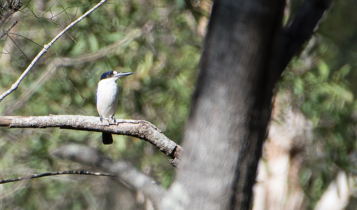 Forest Kingfisher - ML132445201