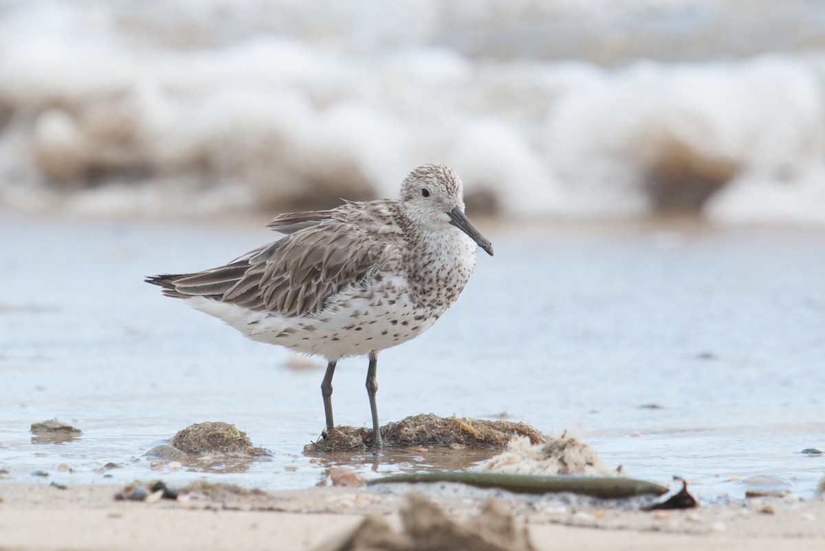 Great Knot - ML132448731