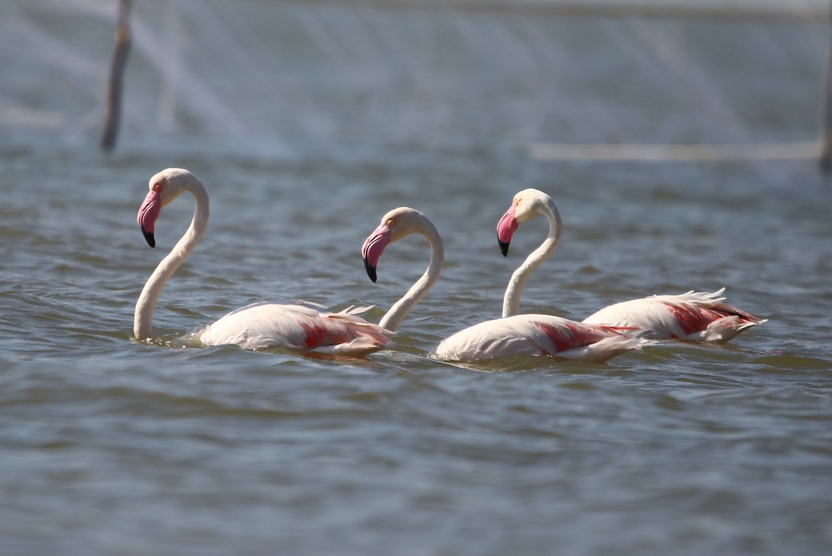 Greater Flamingo - Bhaarat Vyas