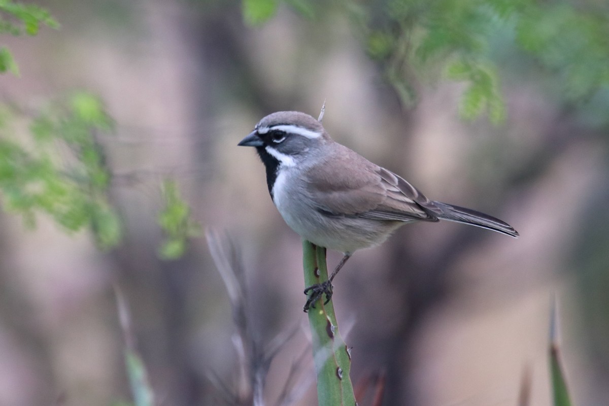 Black-throated Sparrow - Gerardo Marrón