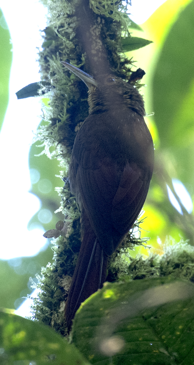 Spotted Woodcreeper - johnny powell