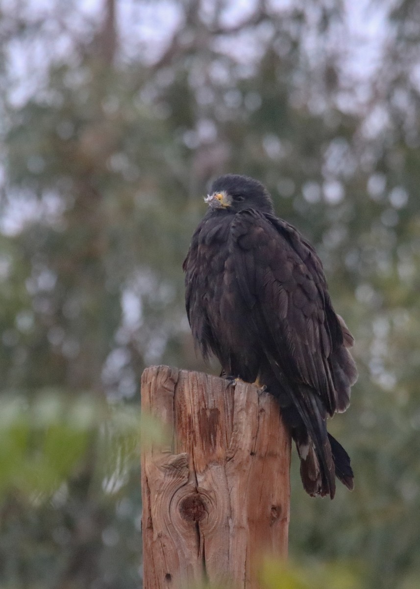 Zone-tailed Hawk - Gerardo Marrón