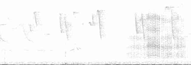 munkeparakitt (monachus gr.) - ML132461