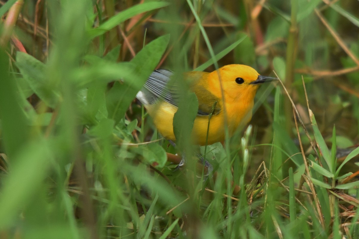 Prothonotary Warbler - Keith Gregoire