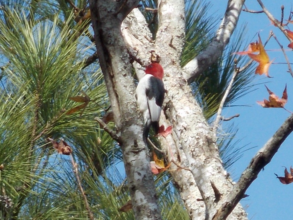 Red-headed Woodpecker - ML132464681