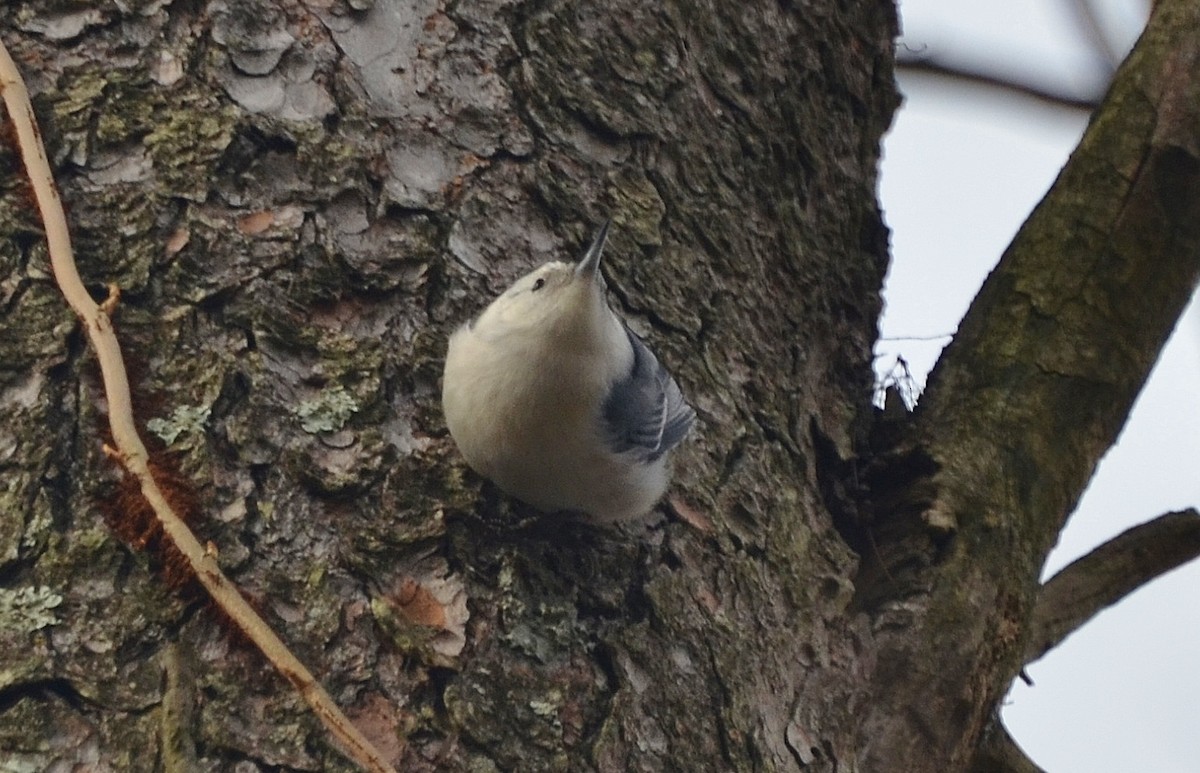 White-breasted Nuthatch - Ron Furnish