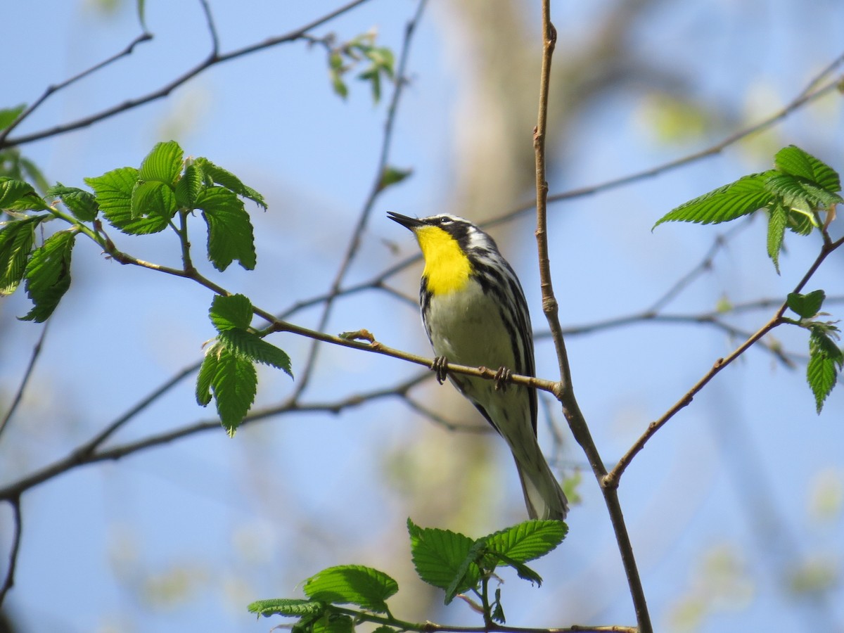 Yellow-throated Warbler - Danielle McCament
