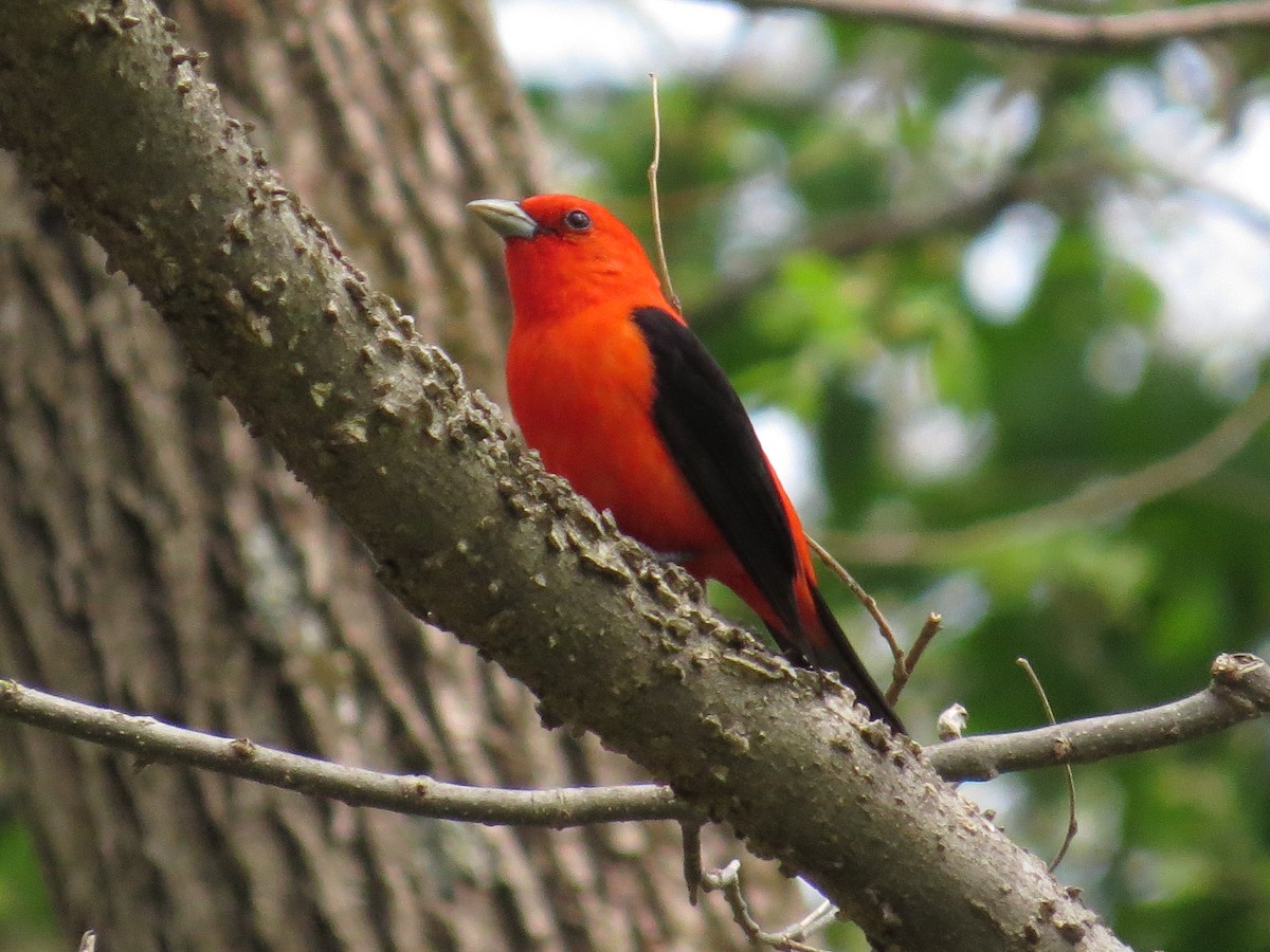 Scarlet Tanager - Danielle McCament