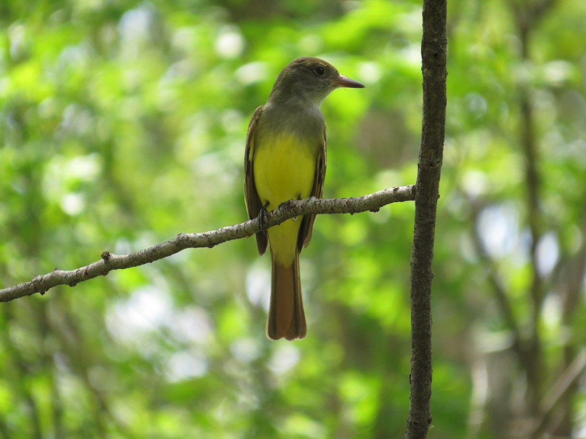 Great Crested Flycatcher - Danielle McCament