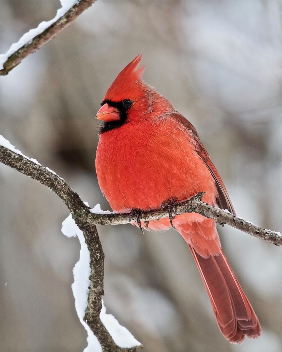 Cardinal rouge - ML132469541