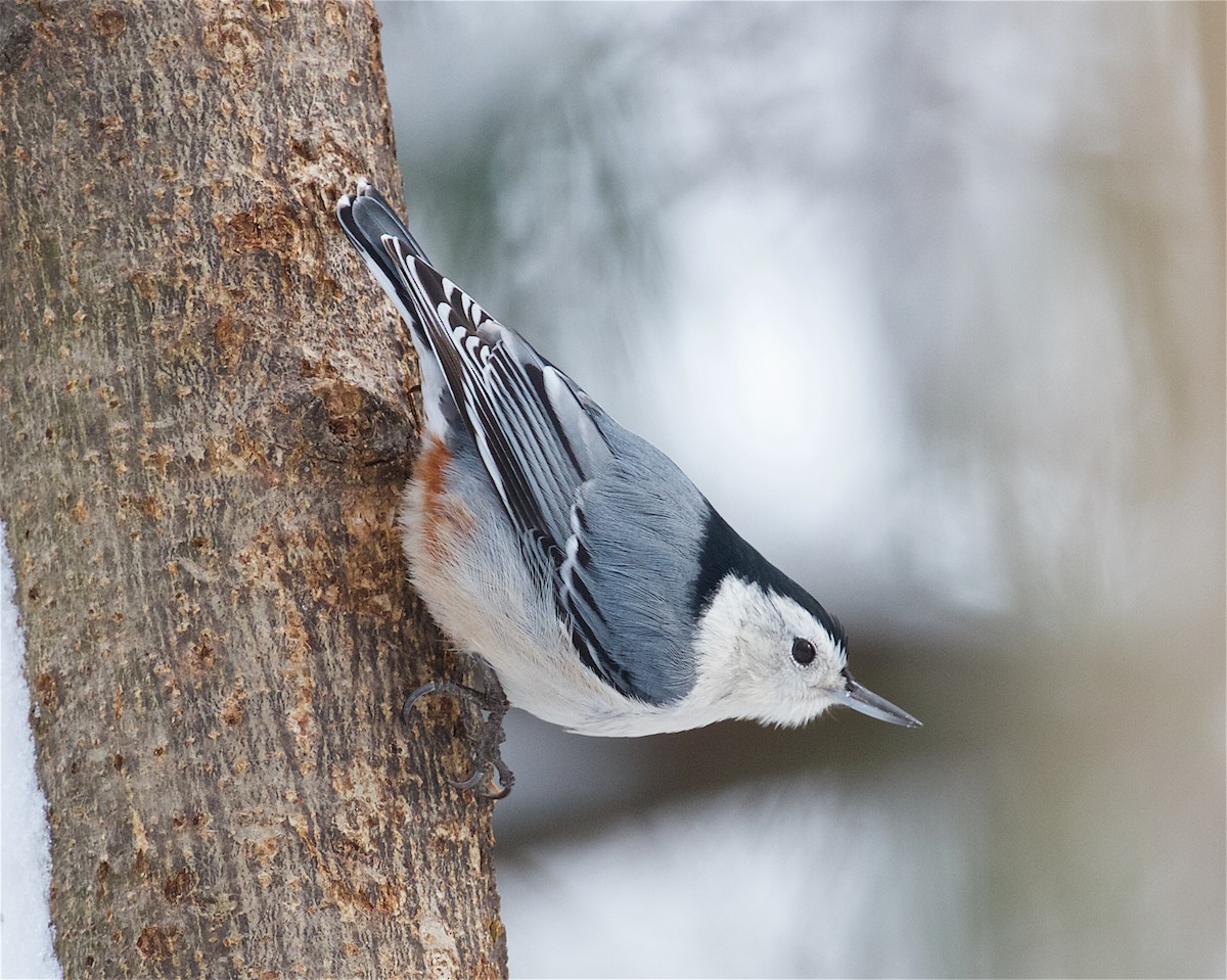 White-breasted Nuthatch - ML132471011