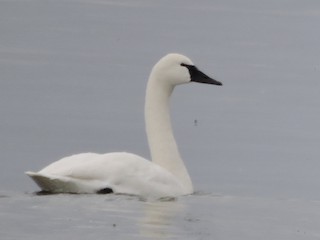 Tundra Swan, ML132472791