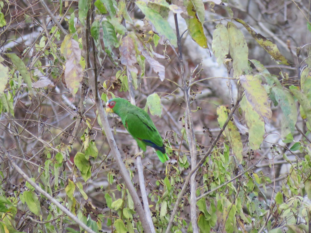 White-fronted Parrot - ML132473301