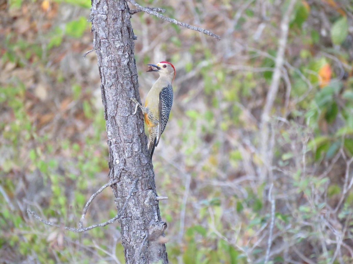 Golden-fronted Woodpecker - ML132474801