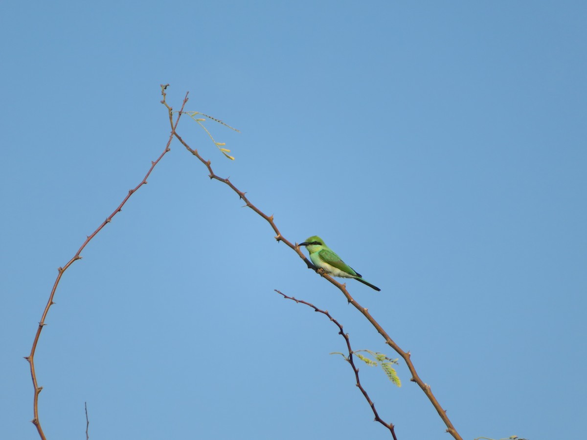Asian Green Bee-eater - ML132475851