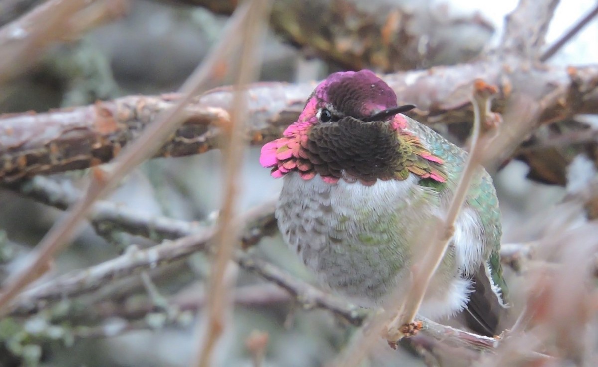 Anna's Hummingbird - ML132479691