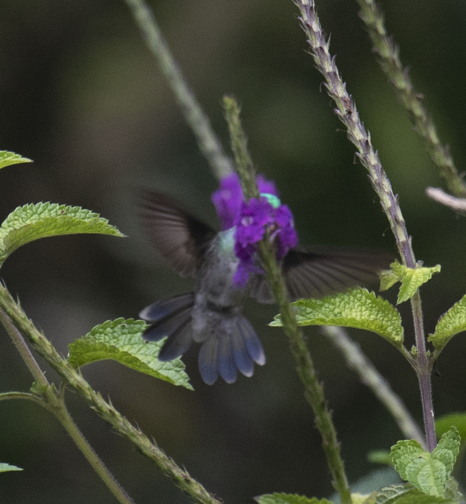 Charming Hummingbird - ML132479851