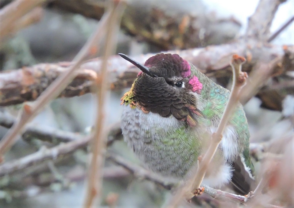 Anna's Hummingbird - ML132479921