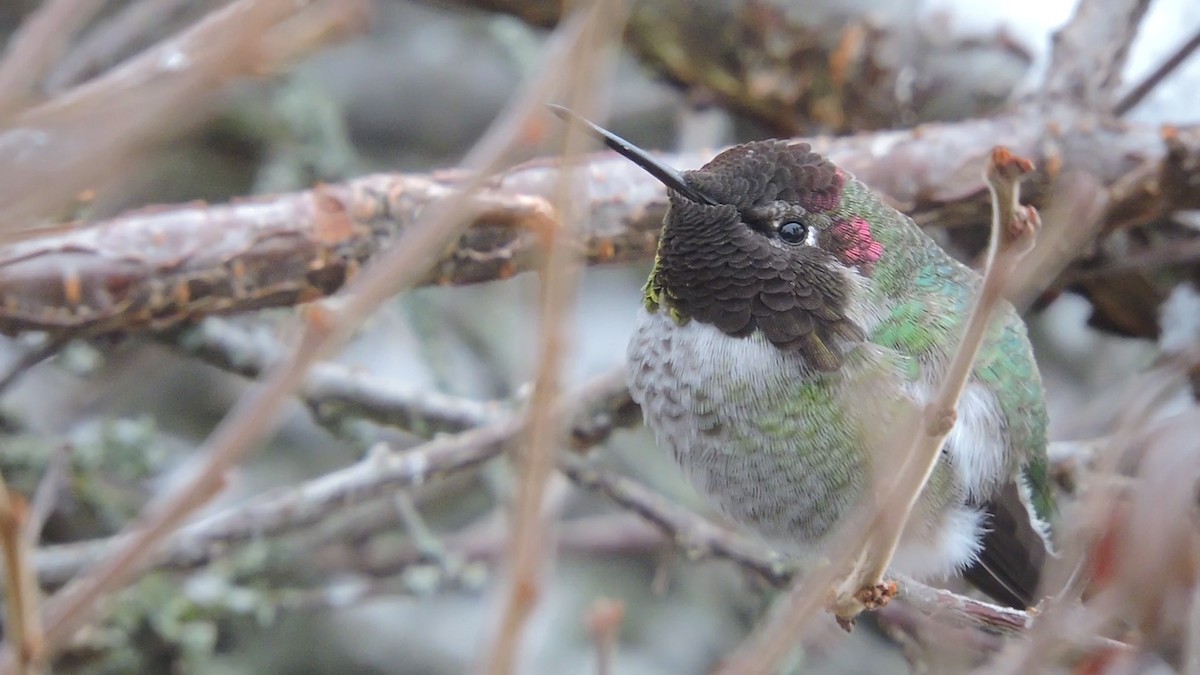 Anna's Hummingbird - ML132480031