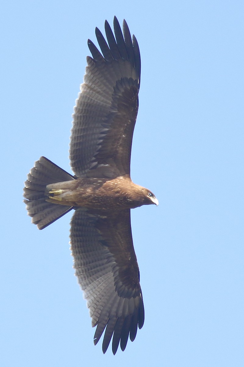 Indian Spotted Eagle - ML132480101