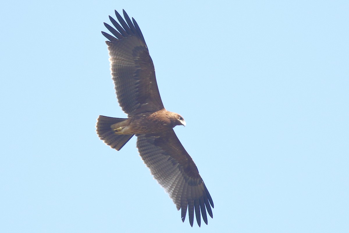 Indian Spotted Eagle - ML132480871