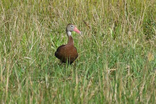 Black-bellied Whistling-Duck, ML132481881
