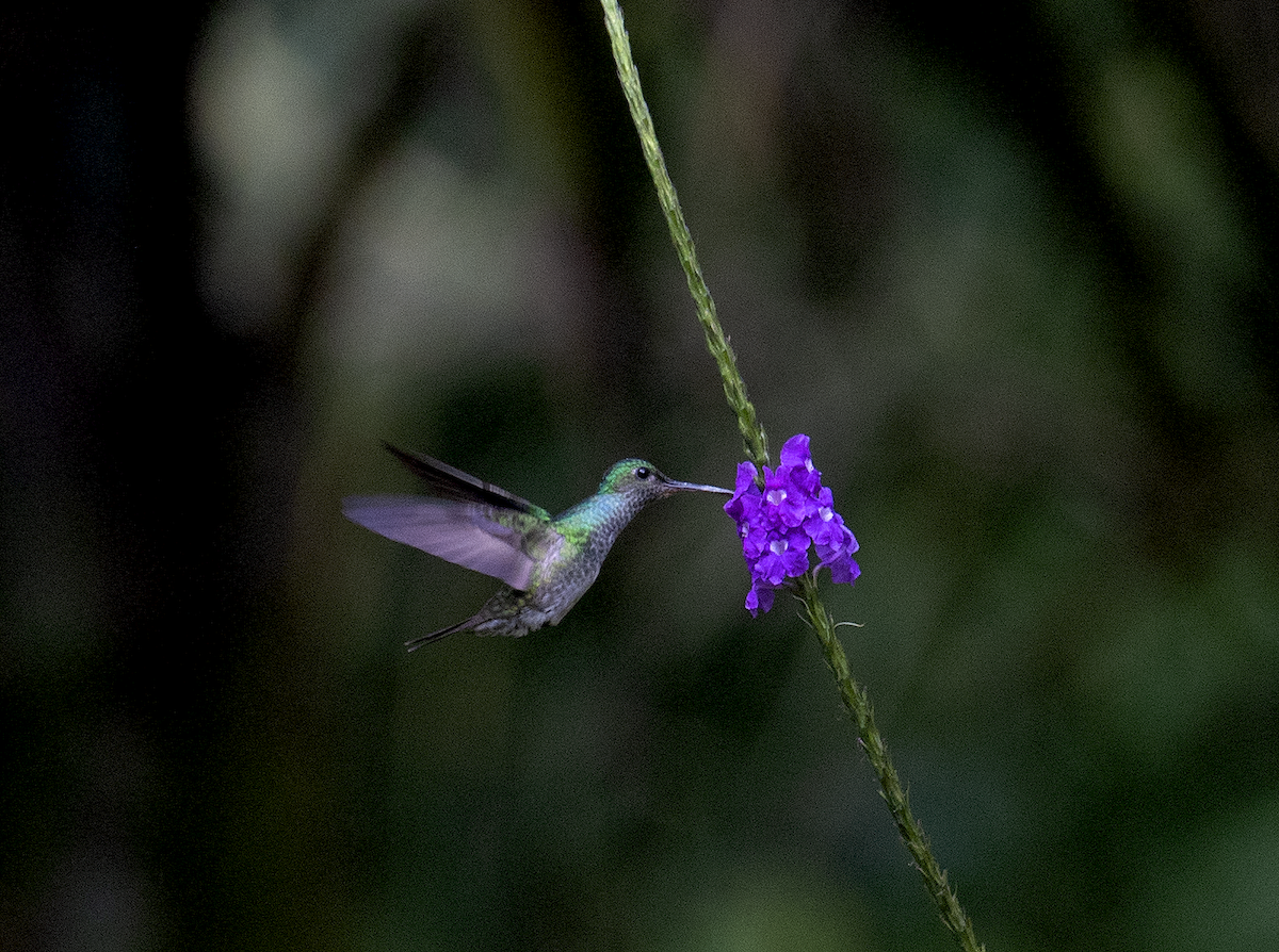 Charming Hummingbird - ML132484461