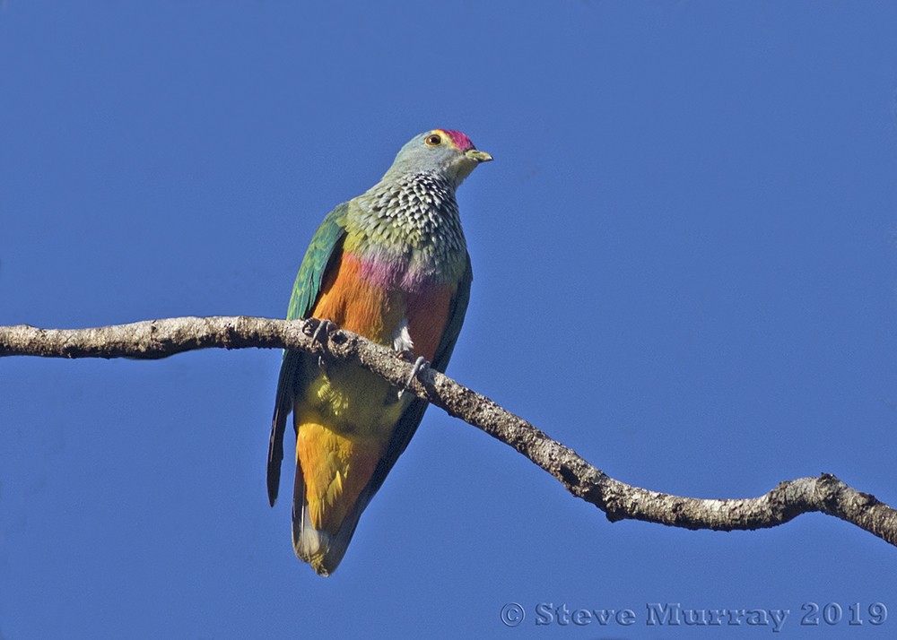 Rose-crowned Fruit-Dove - ML132485731